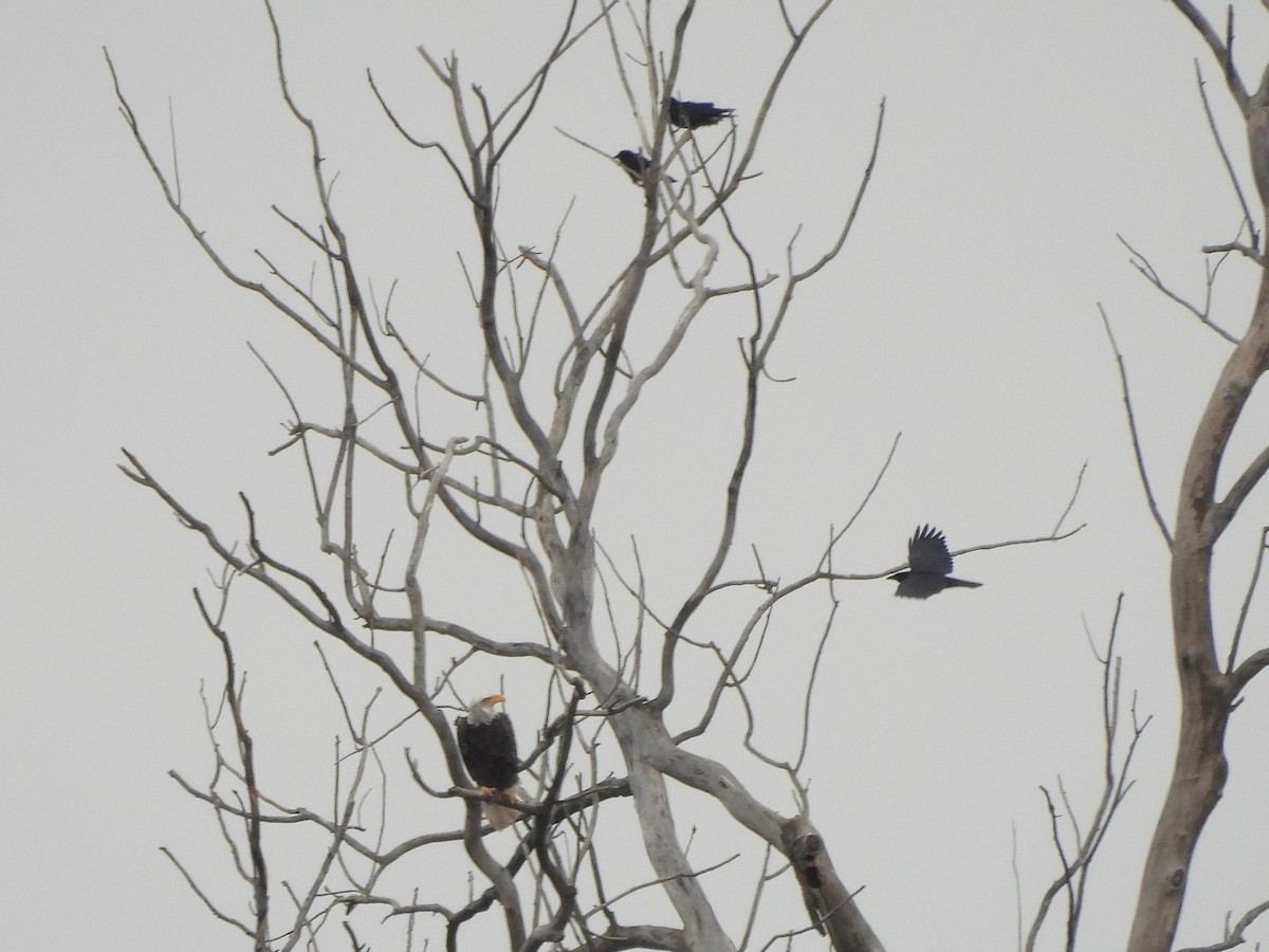 Pigargo Americano - ML644590308