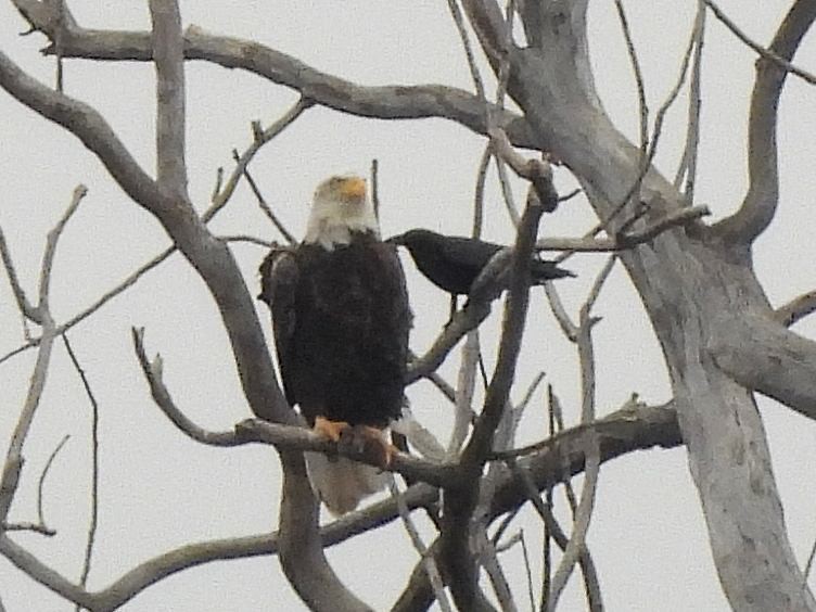 Pigargo Americano - ML644590312