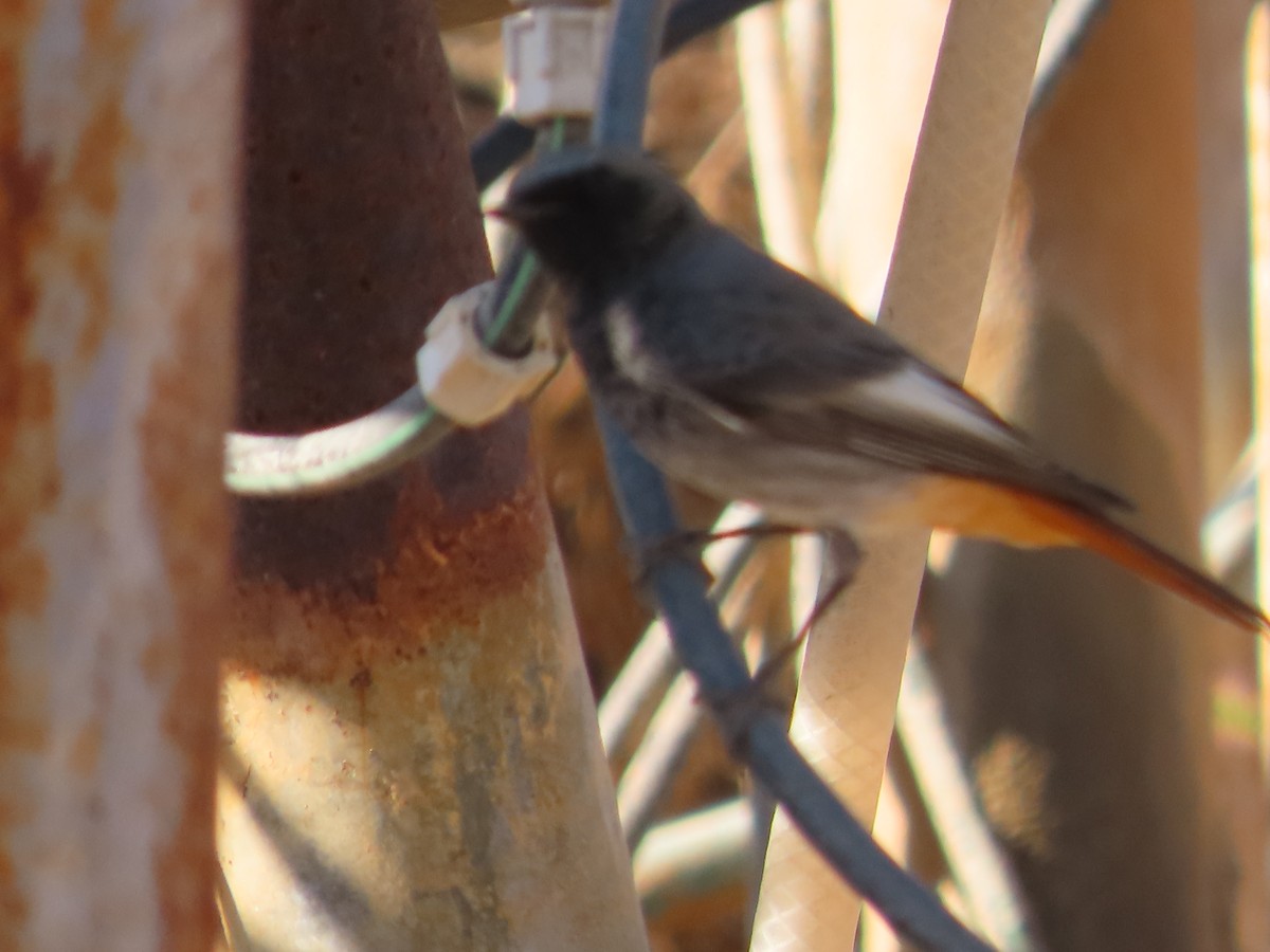 赭紅尾鴝 - ML644590314