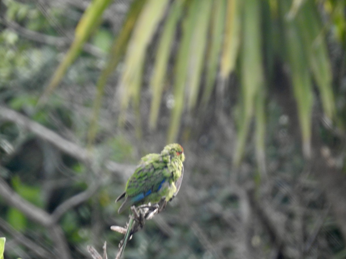 Ziegensittich - ML644590316