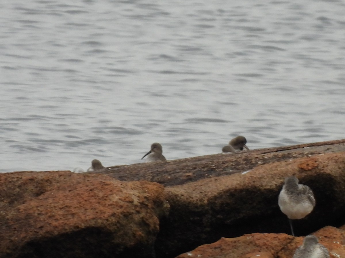 Dunlin - ML644590319