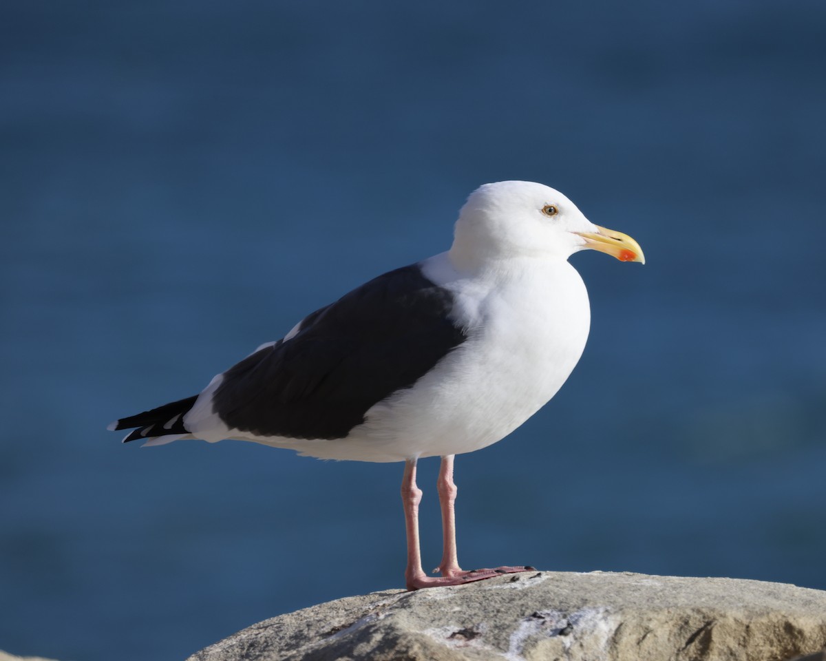 Мартин західний - ML644590321