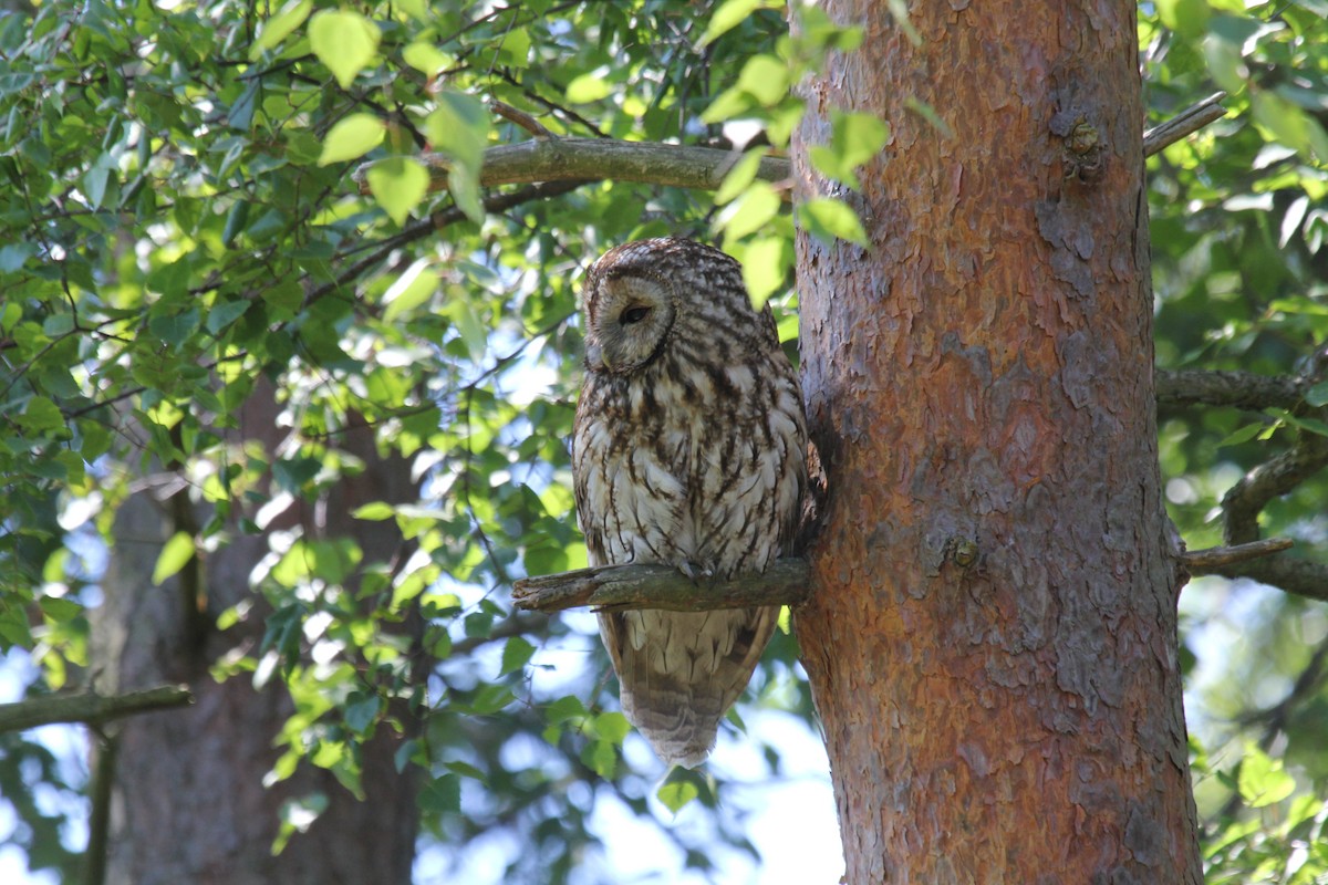 Chouette hulotte - ML644590324