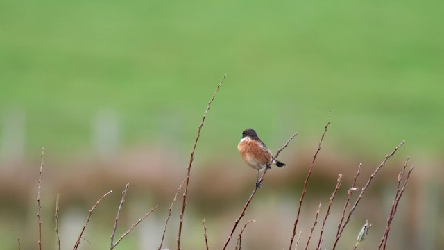 ヨーロッパノビタキ - ML644590325