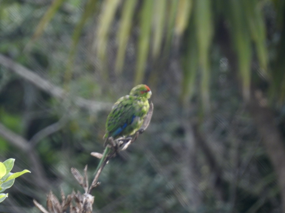 Ziegensittich - ML644590329