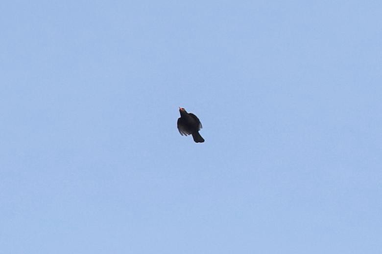 Чёрный дрозд - ML644590336