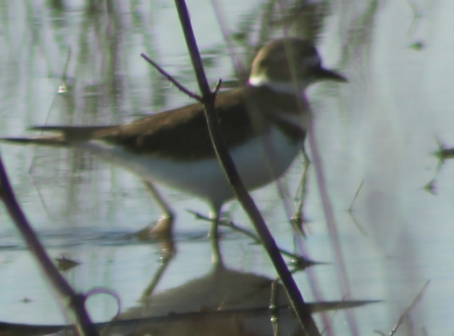 Semipalmated Plover - ML644590343