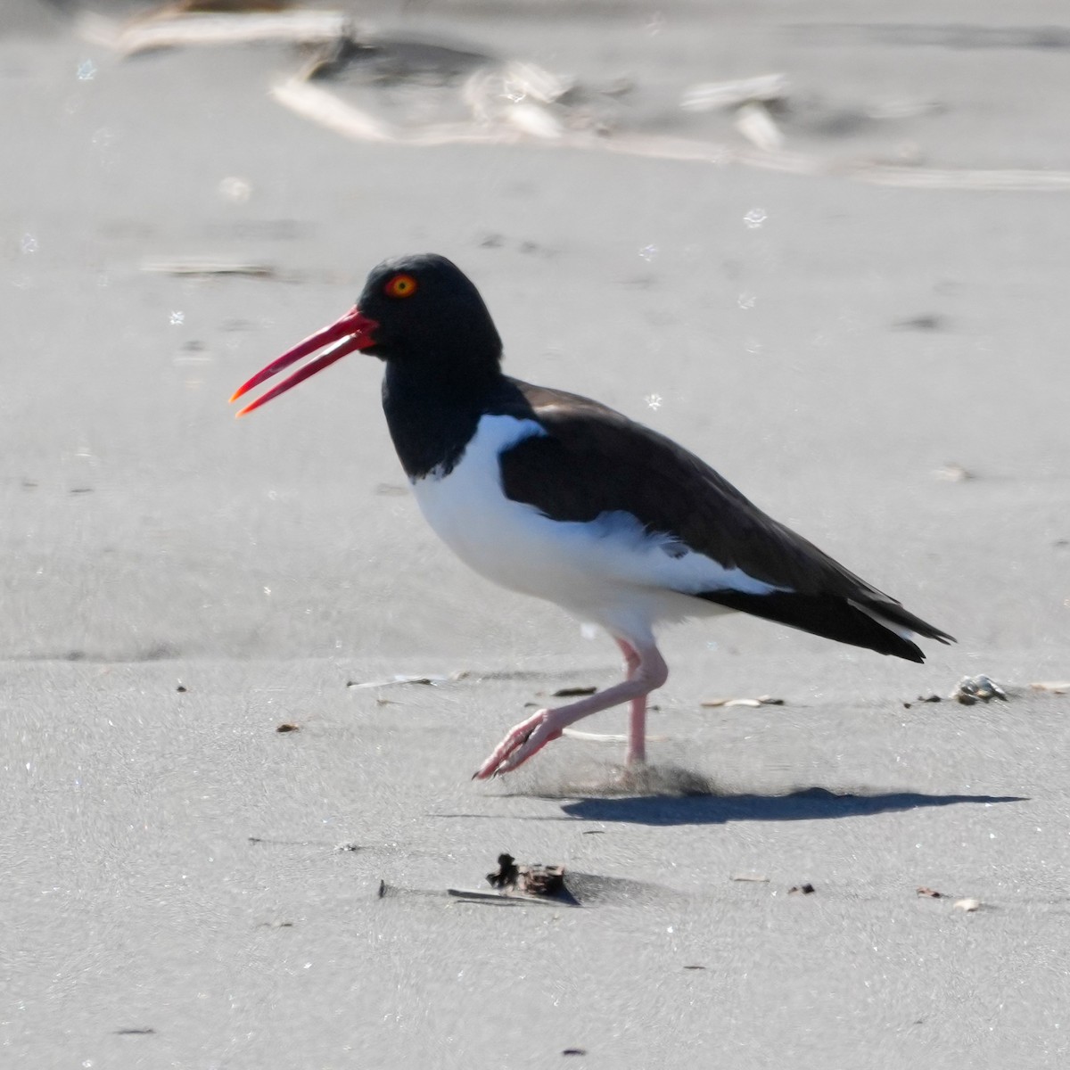 American Oystercatcher - ML644590351