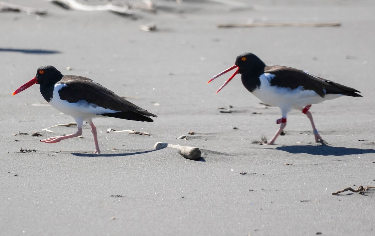American Oystercatcher - ML644590353