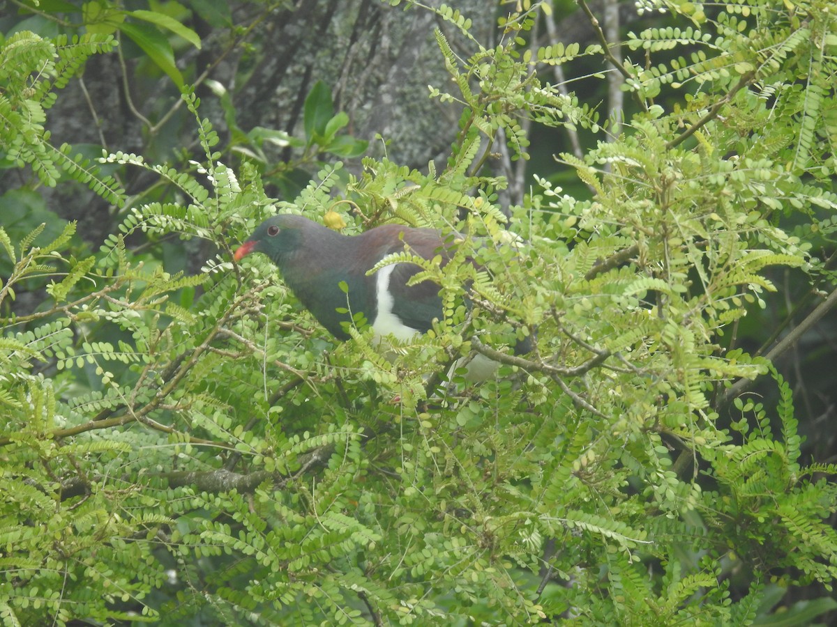 New Zealand Pigeon - ML644590354