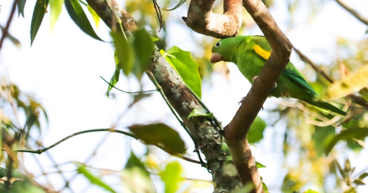 Yellow-chevroned Parakeet - ML644590358