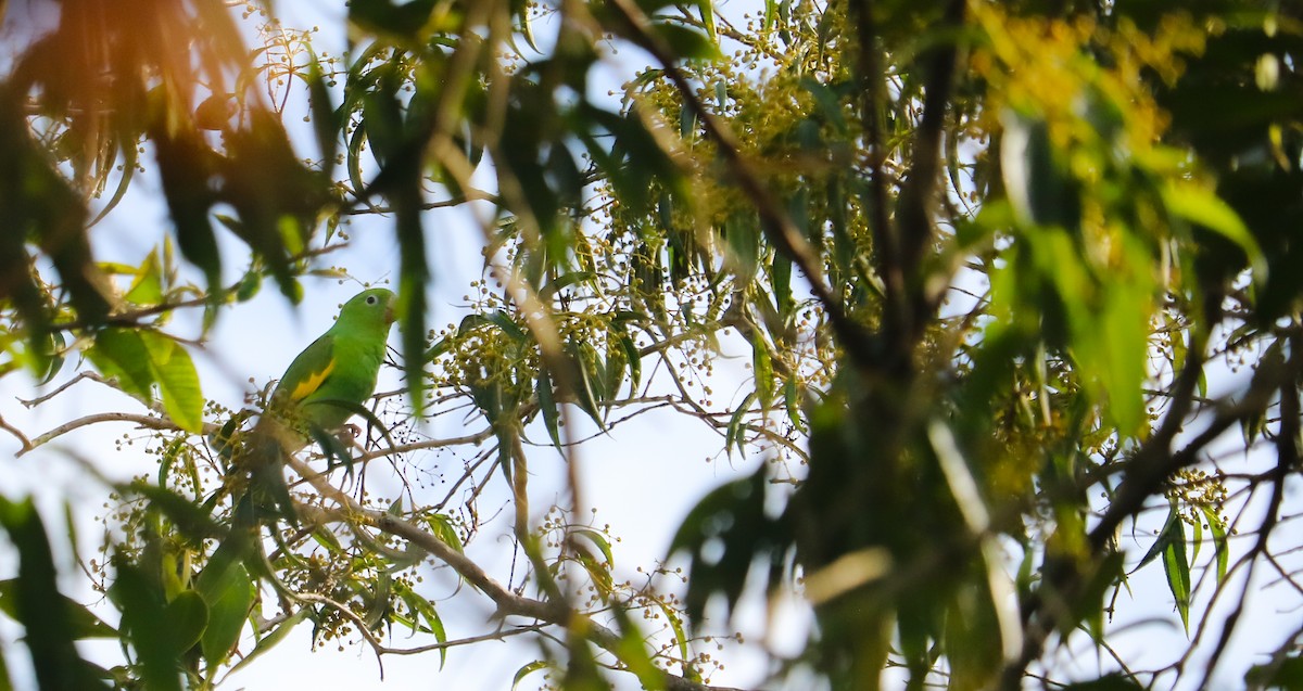 Yellow-chevroned Parakeet - ML644590359
