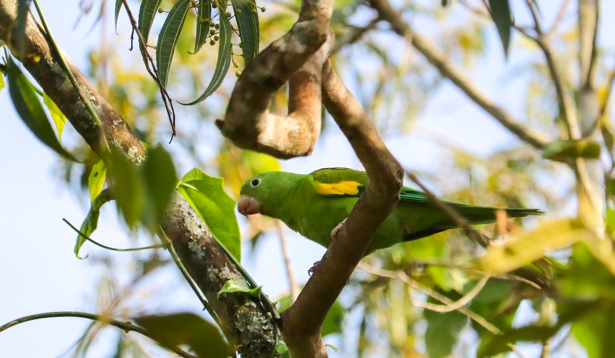 Yellow-chevroned Parakeet - ML644590360