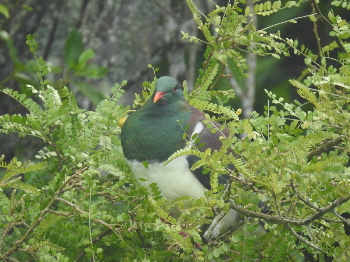 New Zealand Pigeon - ML644590361
