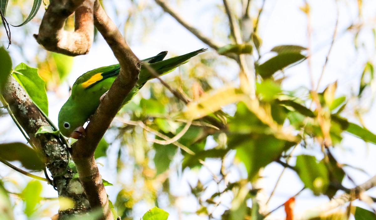 Yellow-chevroned Parakeet - ML644590362