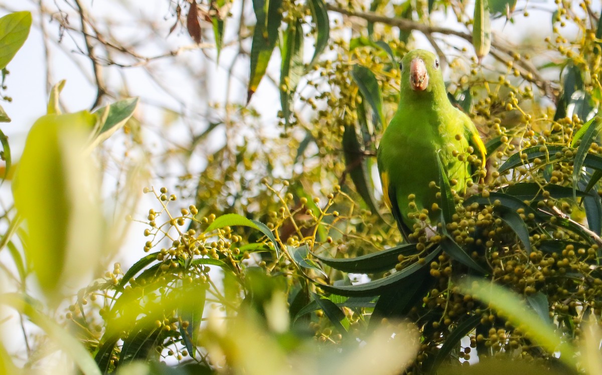 Yellow-chevroned Parakeet - ML644590363