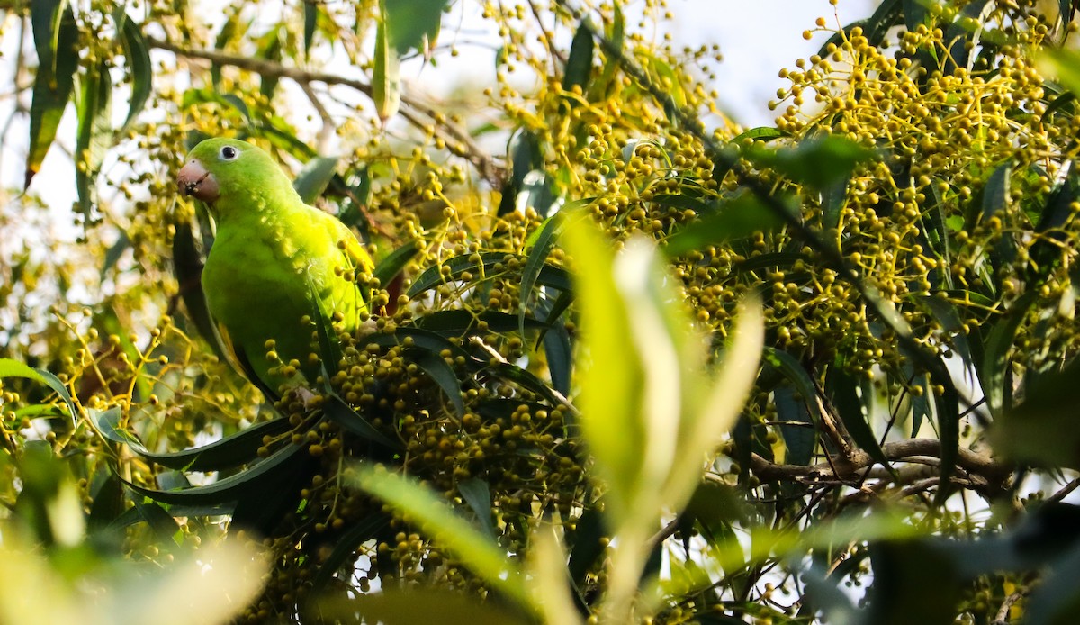 Yellow-chevroned Parakeet - ML644590365