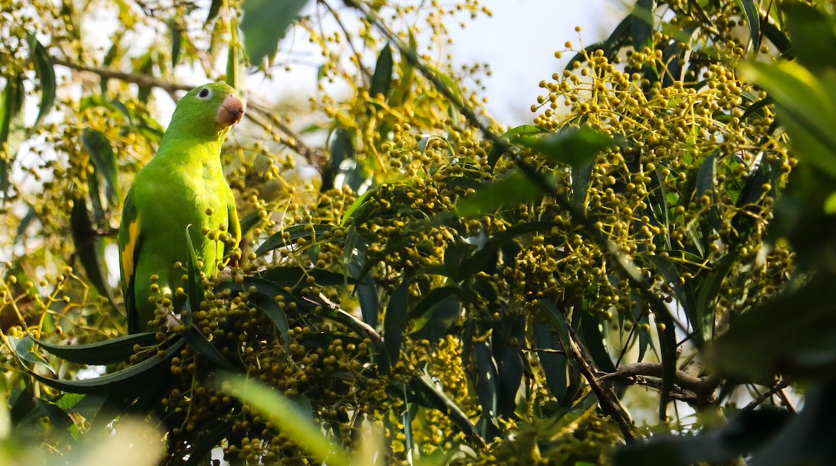 Yellow-chevroned Parakeet - ML644590366