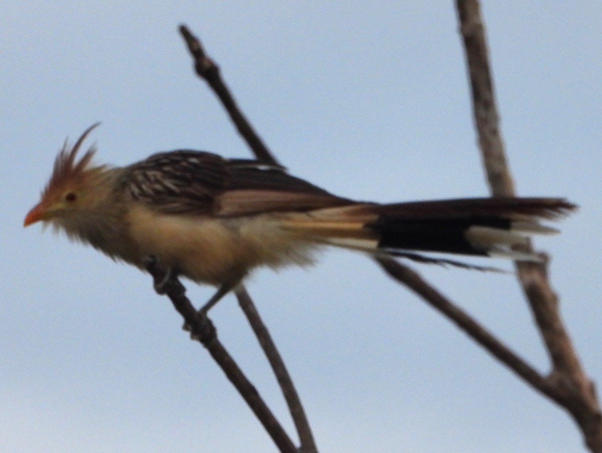 Guirakuckuck - ML644590368