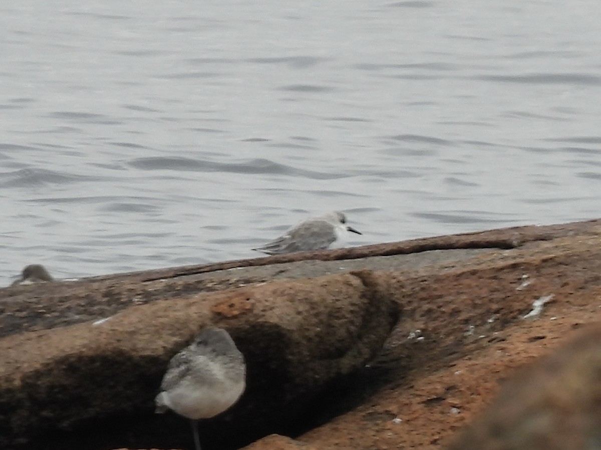 Sanderling - ML644590371