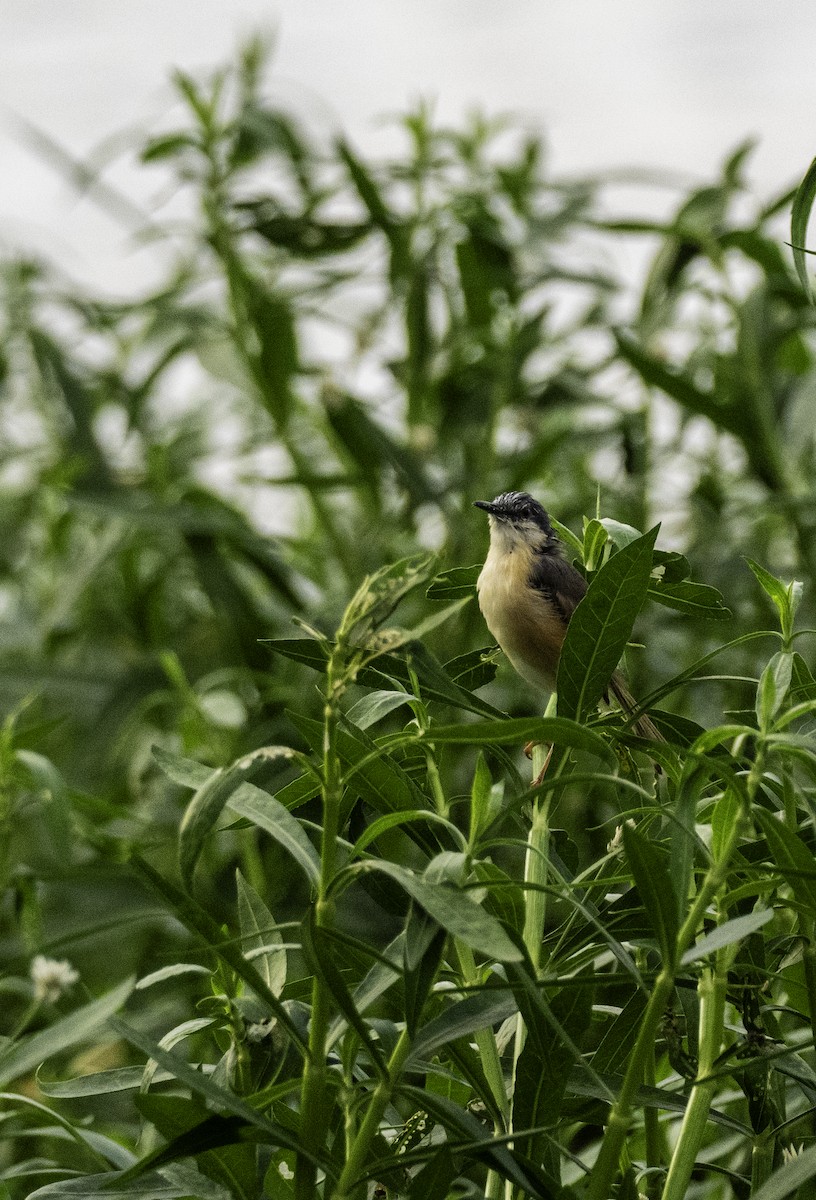 Ashy Prinia - ML644590373