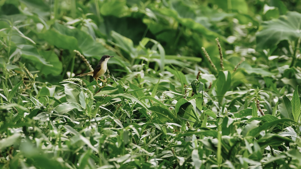 Ashy Prinia - ML644590374