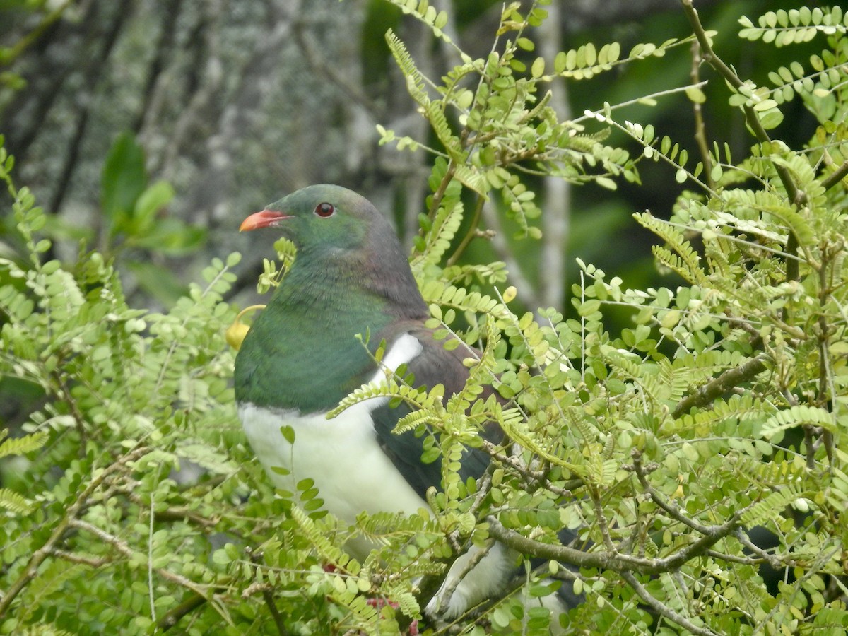 New Zealand Pigeon - ML644590381