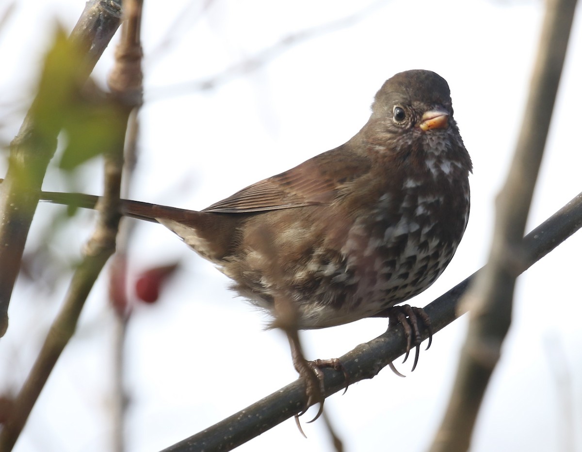 strnadec kaštanový [skupina unalaschcensis] - ML644590384