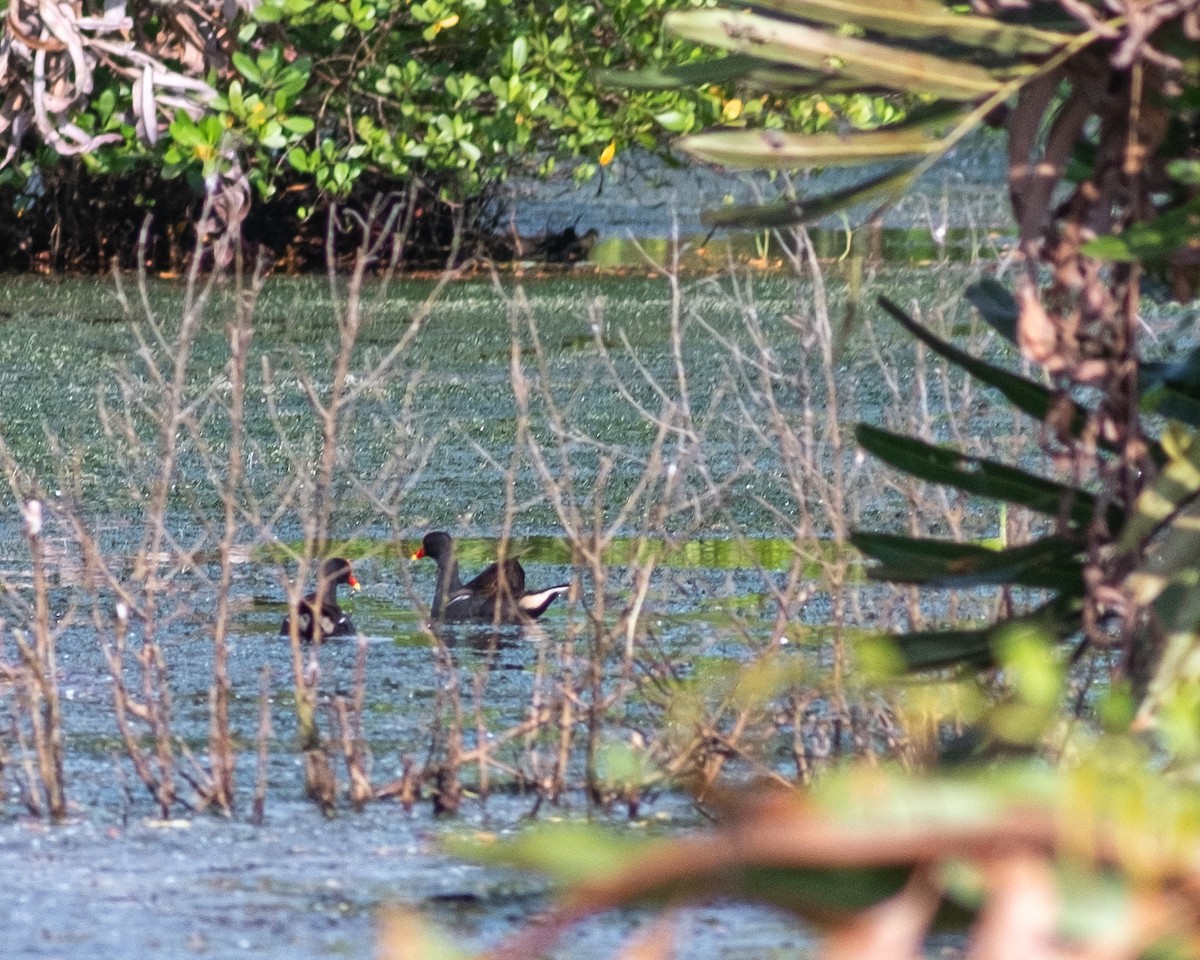Eurasian Moorhen - ML644590389