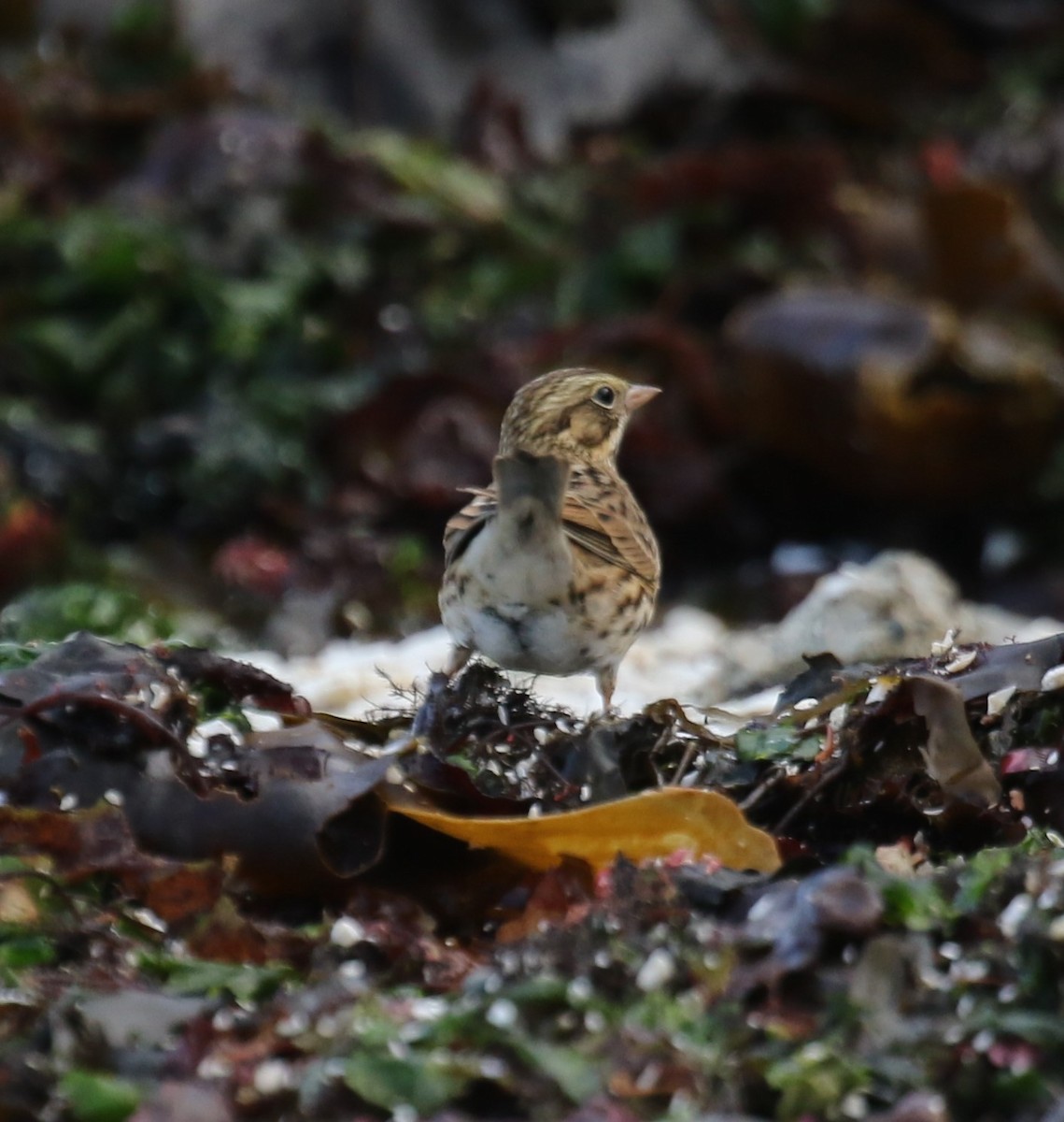 strnadec luční - ML644590397