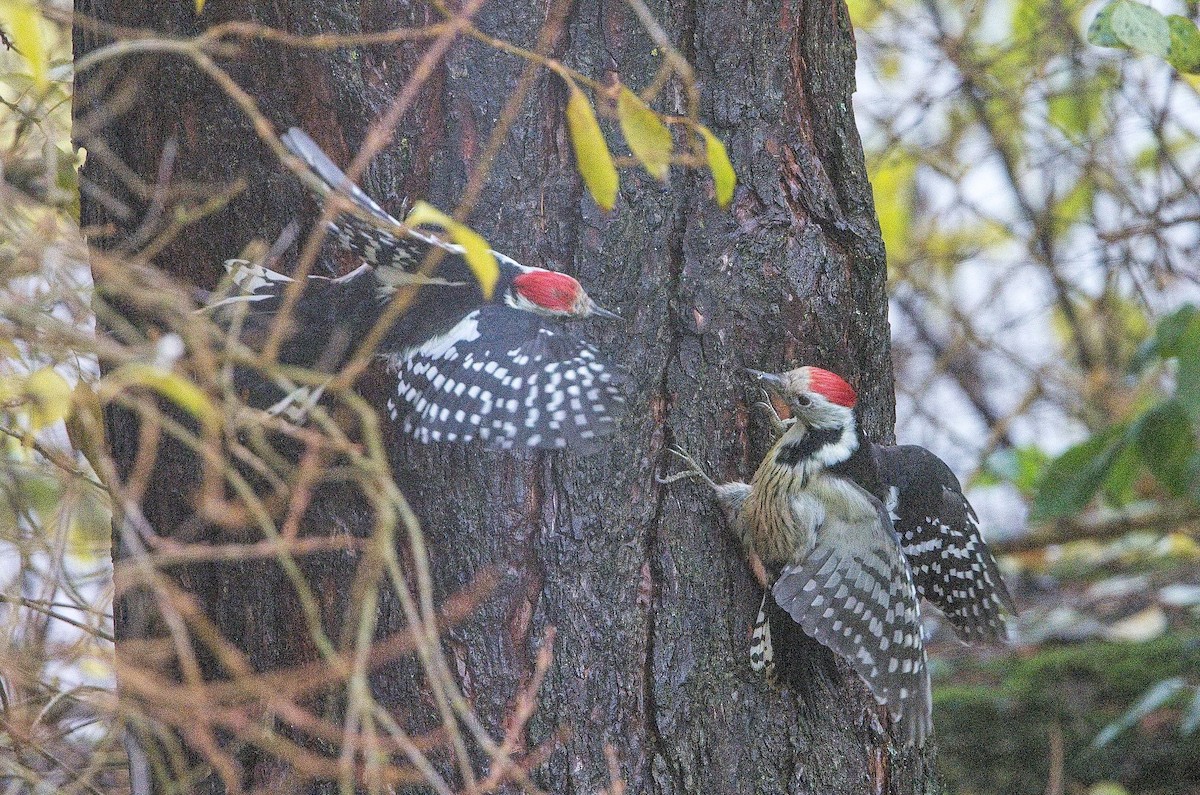 Pic mar - ML644590399