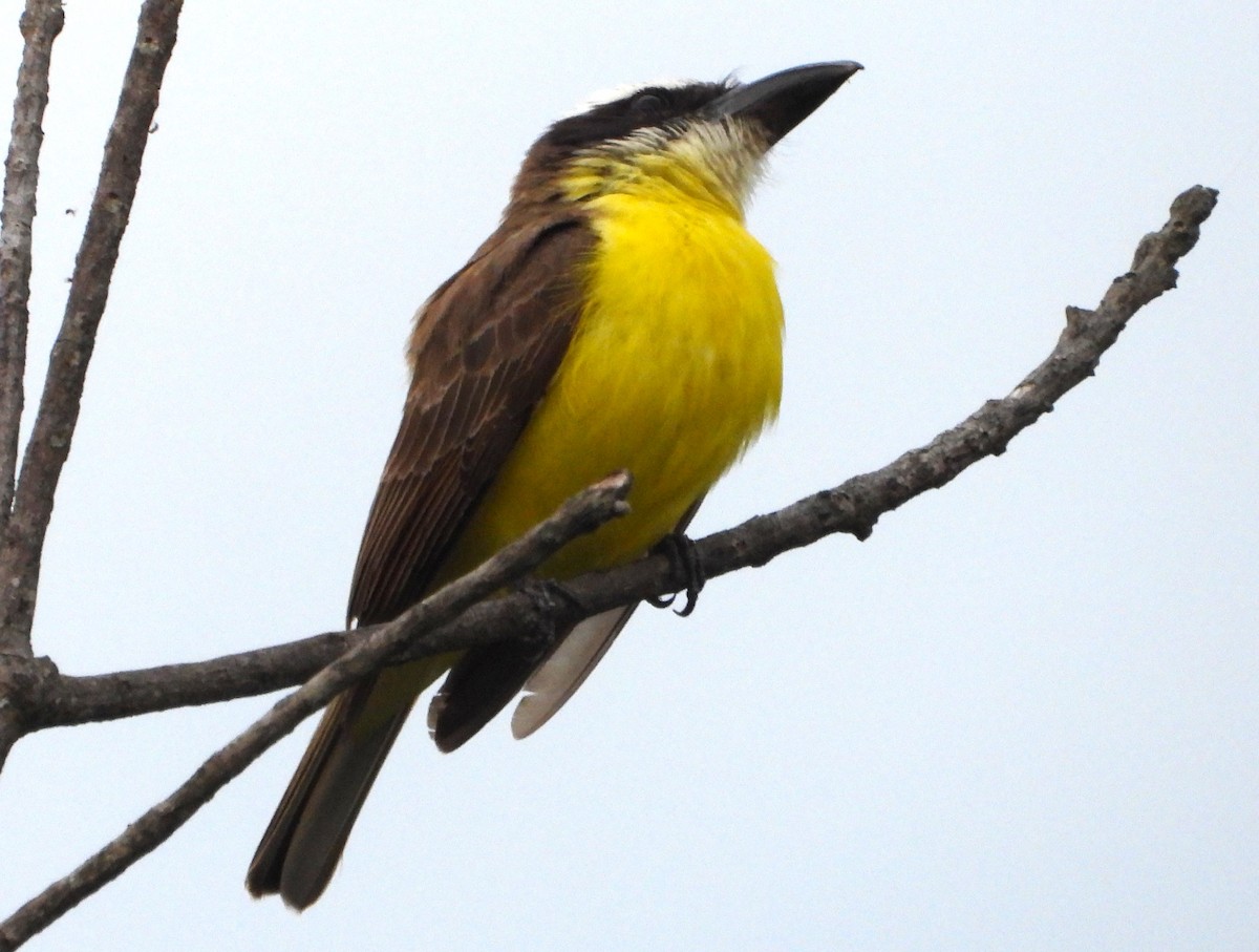Boat-billed Flycatcher - ML644590401