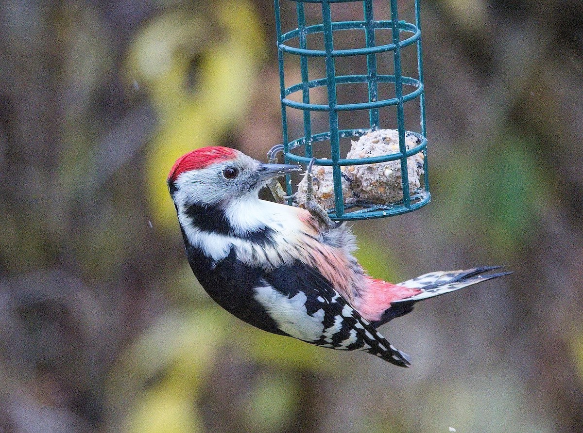 Pic mar - ML644590407