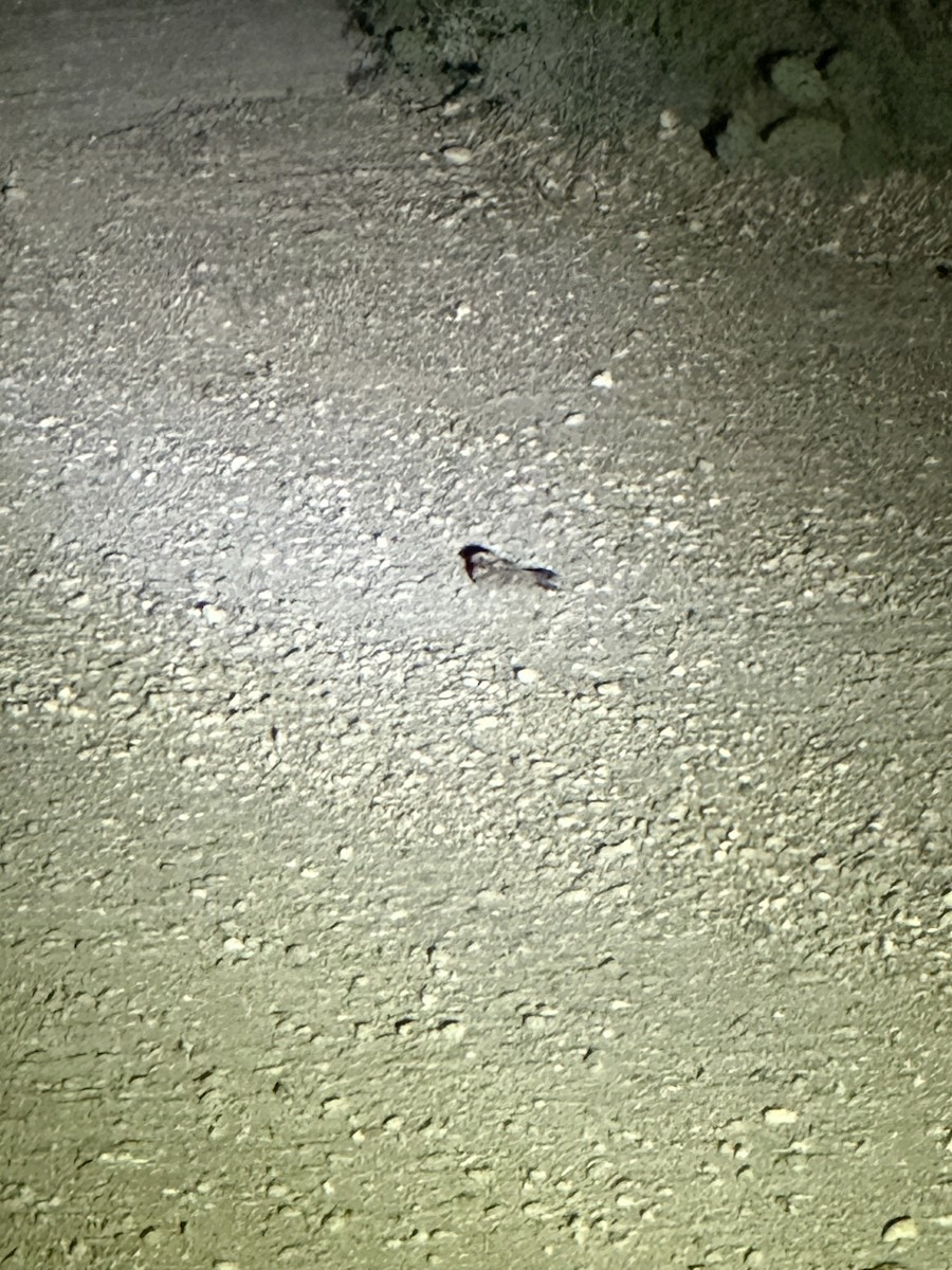 Common Poorwill - ML644590411