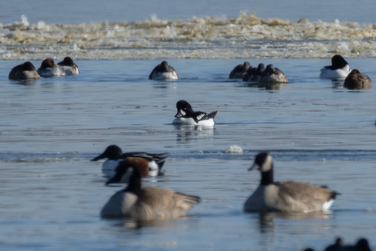 Barrow's Goldeneye - ML644590413