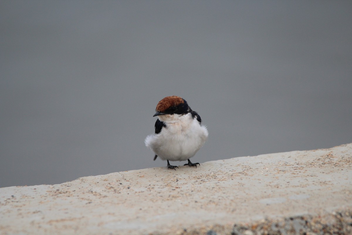 trådstjertsvale - ML644590414