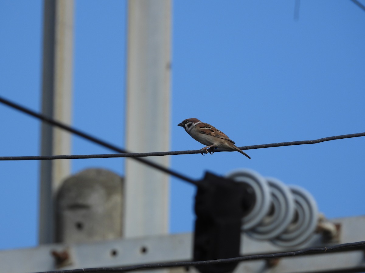 Ağaç Serçesi - ML644590415