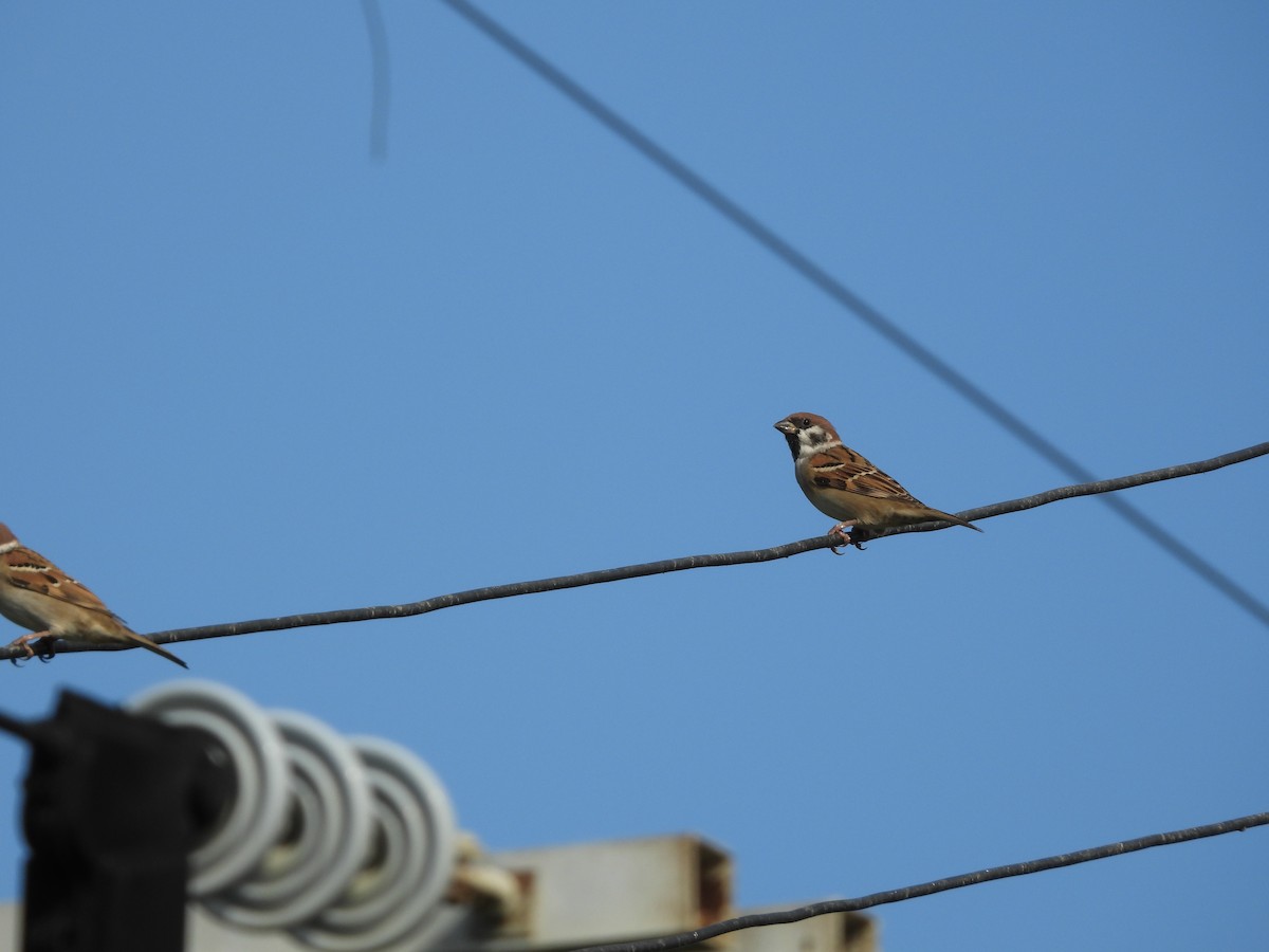 Ağaç Serçesi - ML644590417