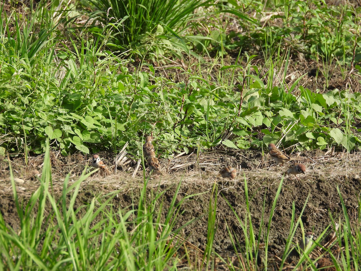 Ağaç Serçesi - ML644590418