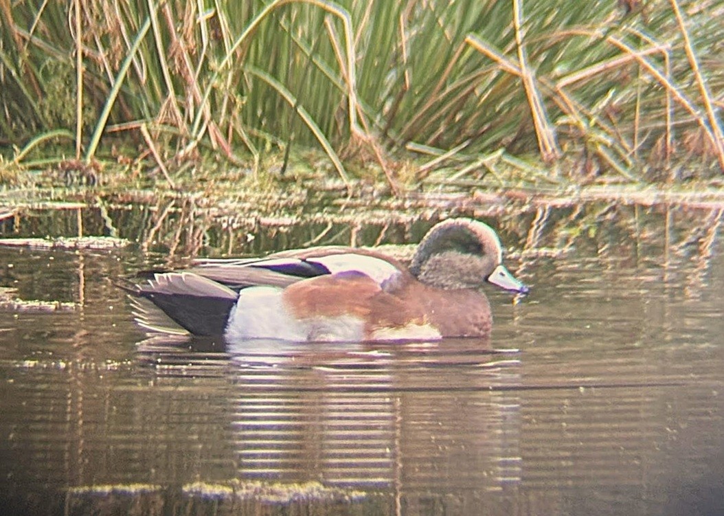 Свищ американський - ML644590423