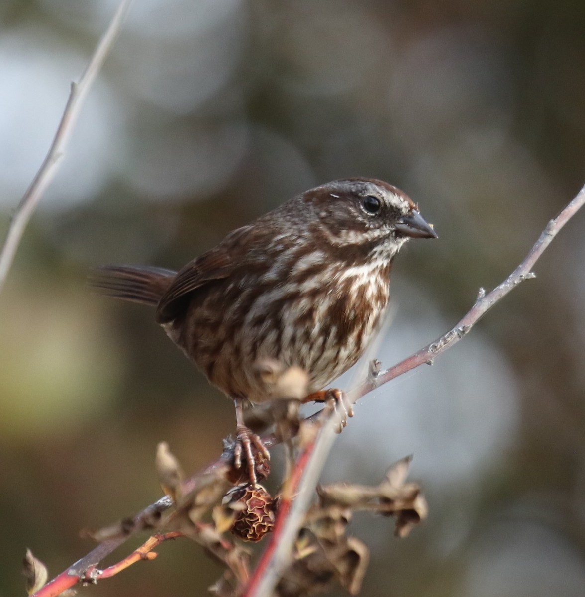 Ötücü Serçe - ML644590434