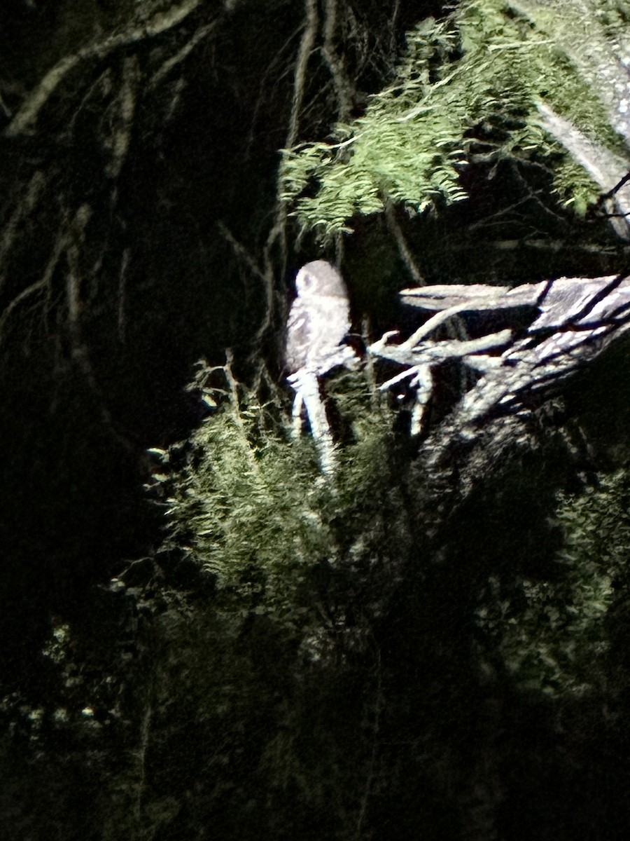 Mottled Owl - ML644590435