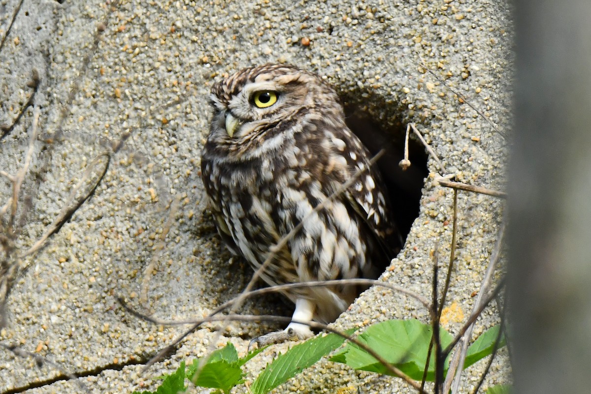 Little Owl - ML644590436