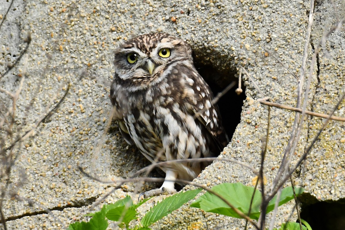 Little Owl - ML644590437