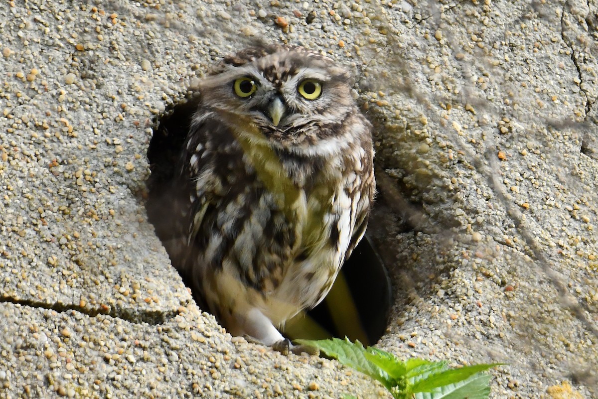 Little Owl - ML644590438