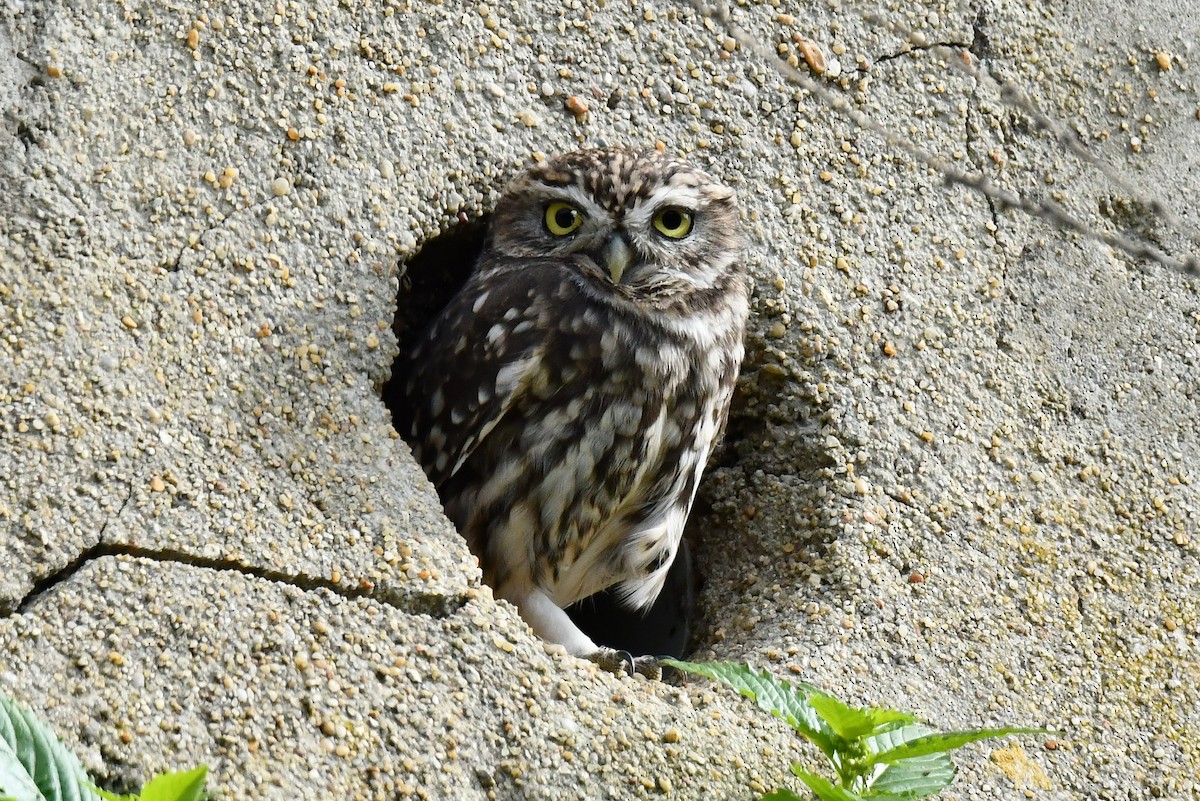 Little Owl - ML644590439