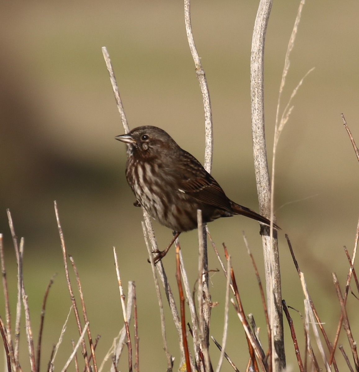 Ötücü Serçe - ML644590446