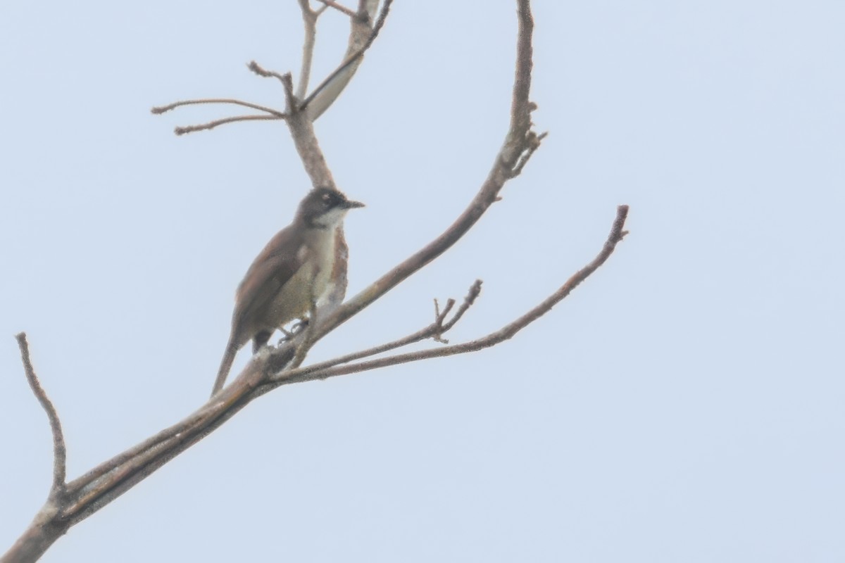 Simple Greenbul - ML644590461