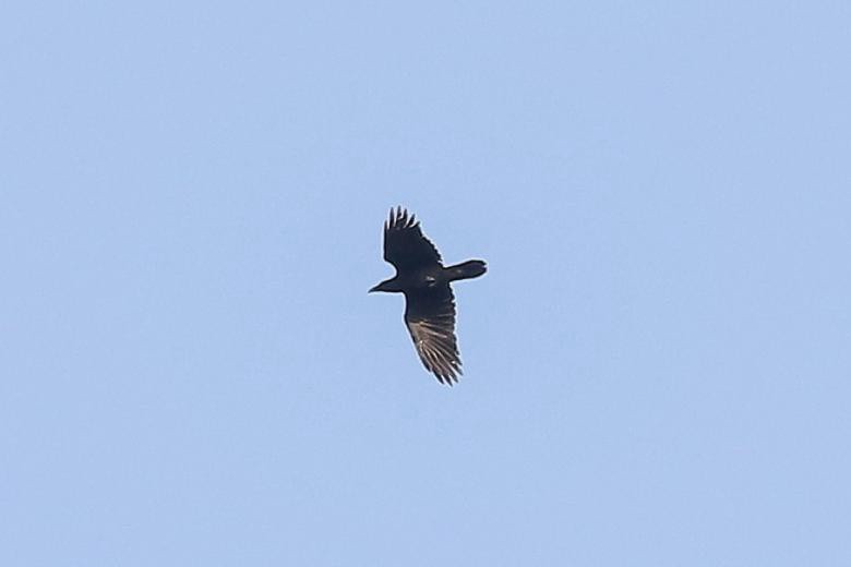 Ворон - ML644590462