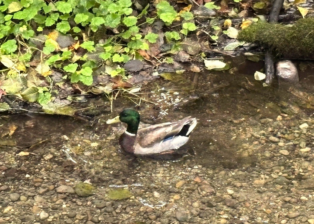 Зэрлэг нугас - ML644590464